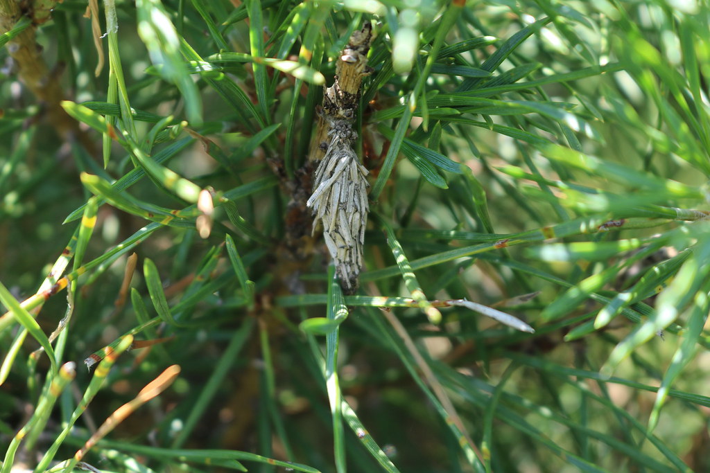 Bagworm cocoon Bagworms form a protective cocoon on the tr… Flickr