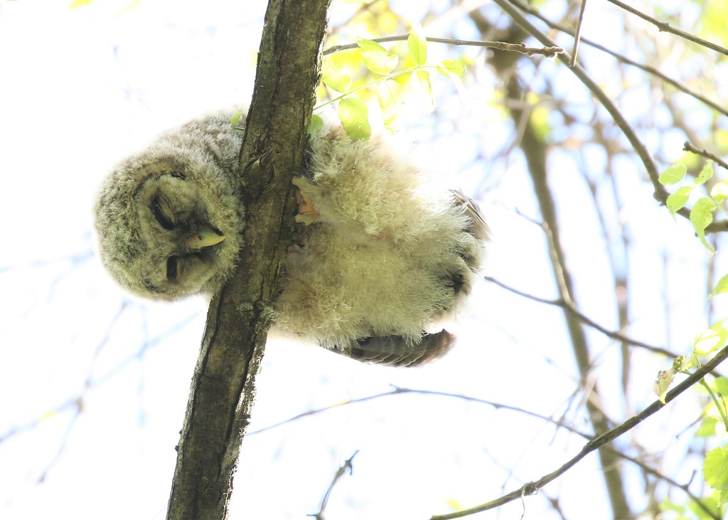 Adorable Photos Show How Baby Owls Sleep on Their Stomachs