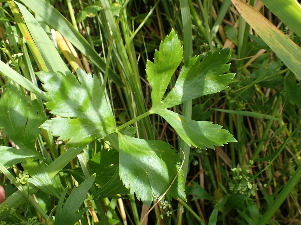 Wild Celery Apium graveolens Jeremy Halls Flickr
