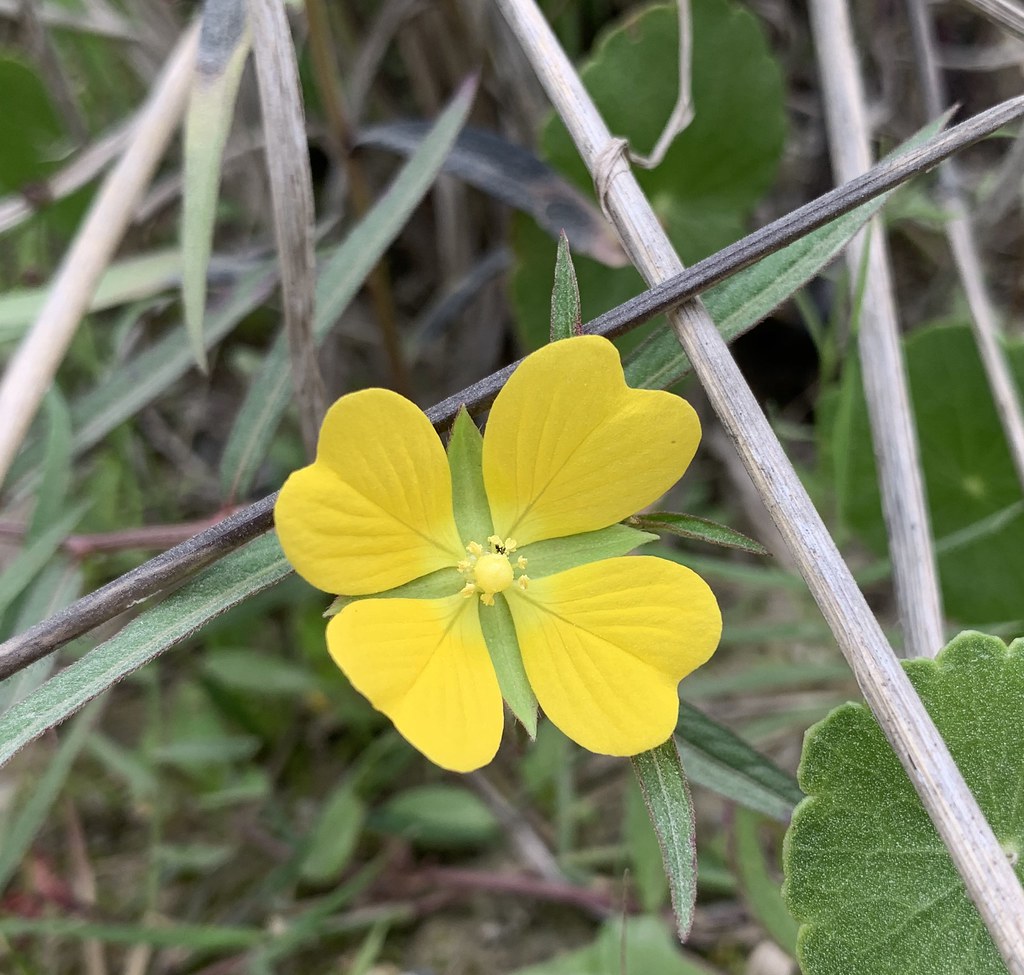 Yellow fourpetal wildflower Monceau Flickr