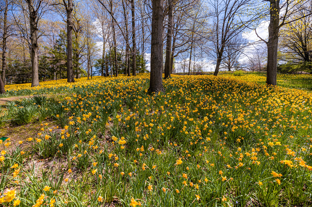 Daffodil Hill at Lakeview Cemetery Erik Drost Flickr