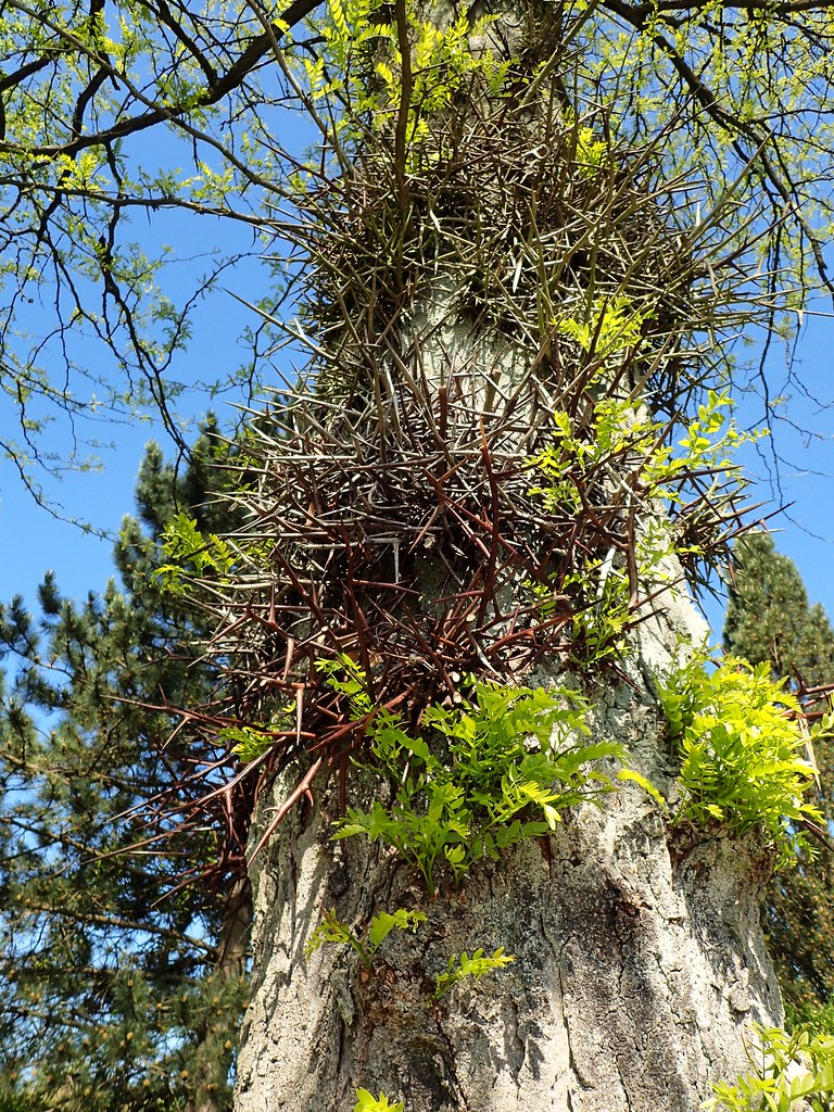 Locust Tree Thorns Pictures, Images and Stock Photos