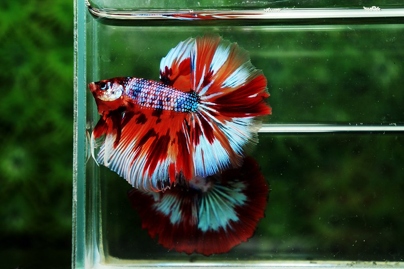 The most expensive betta fish Nice Betta Thailand.CO.,LTD