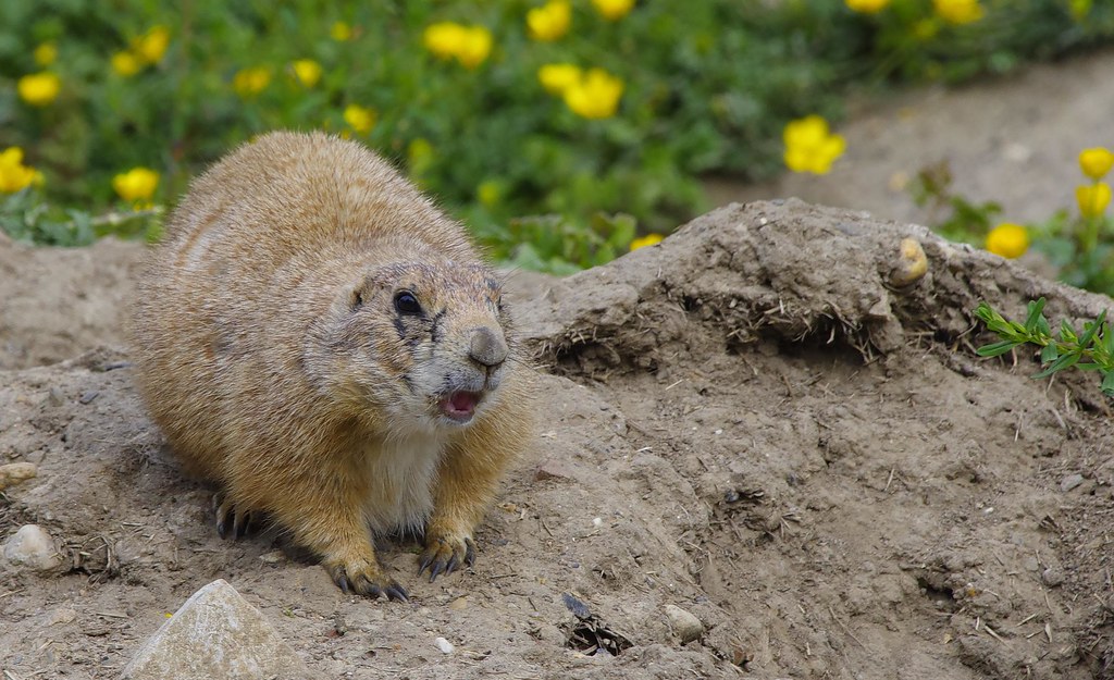 endlich wieder mal Tierpark... (NMZ) • Pentaxians