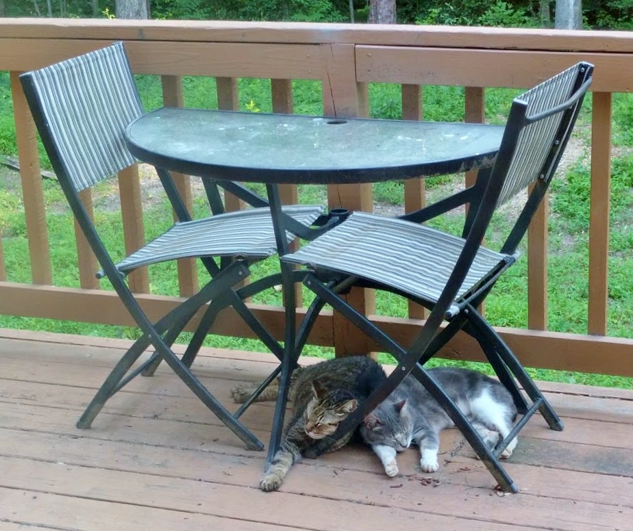 Cats on the Deck Two of my cats relaxing on the deck. Boom… Flickr