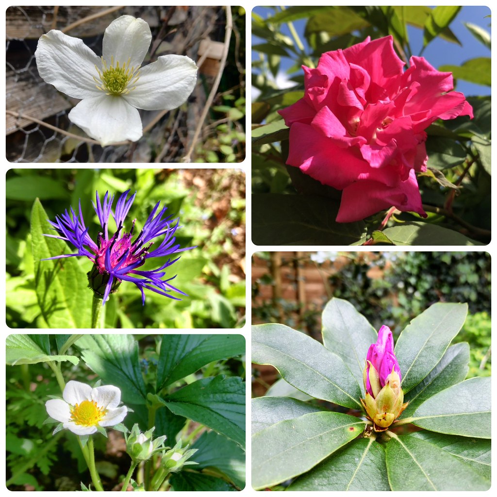 May Garden Flowers White clematis, purple cornflower, stra… Flickr
