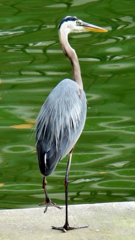 Blue Heron Lake of the Ozarls MO Bea Porter Flickr