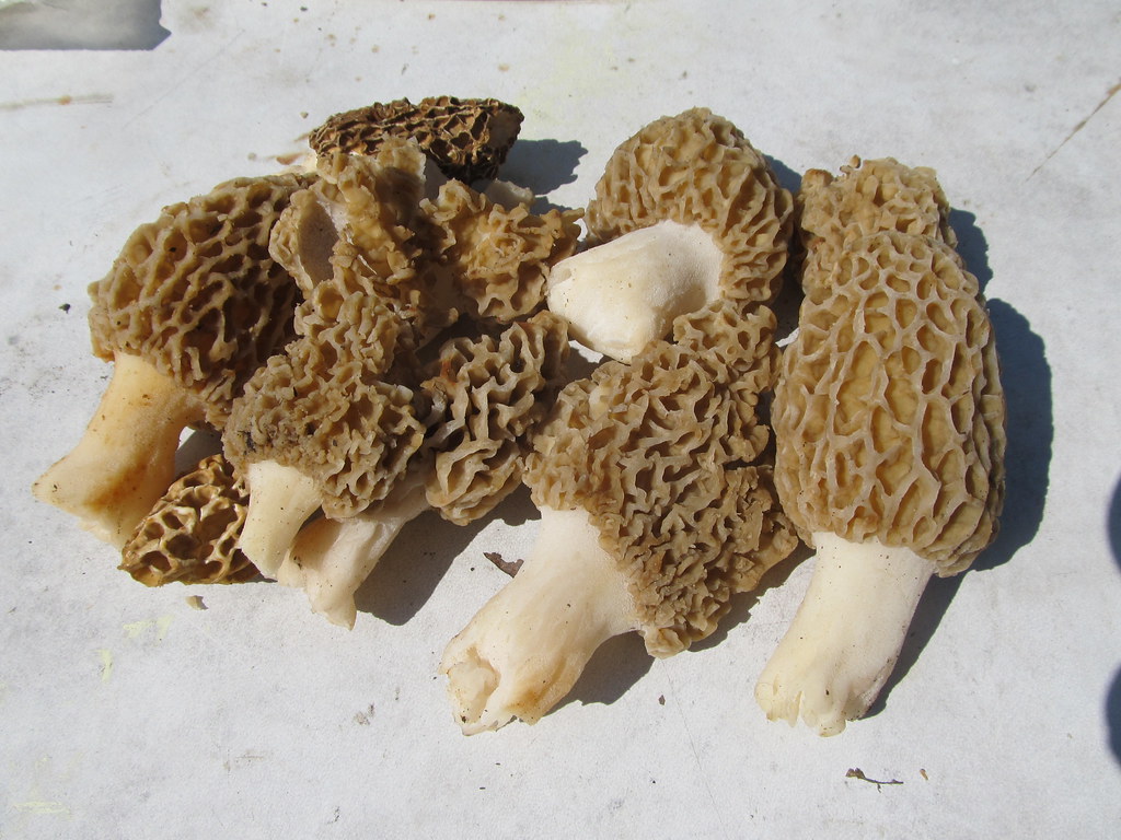 Yellow Morels Michael A2012 Flickr