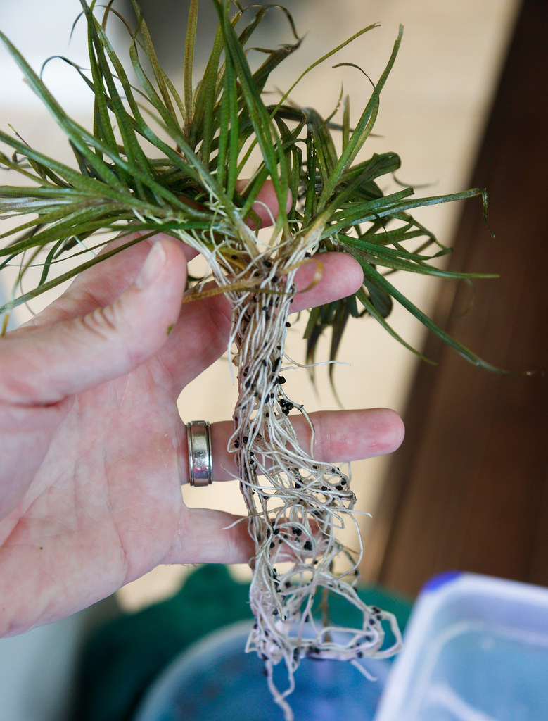 ADA Amazonia II Substrate Review SpecTanks