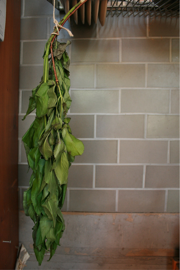 drying elderberry leaves and stems a medicinal herb, colle… Flickr