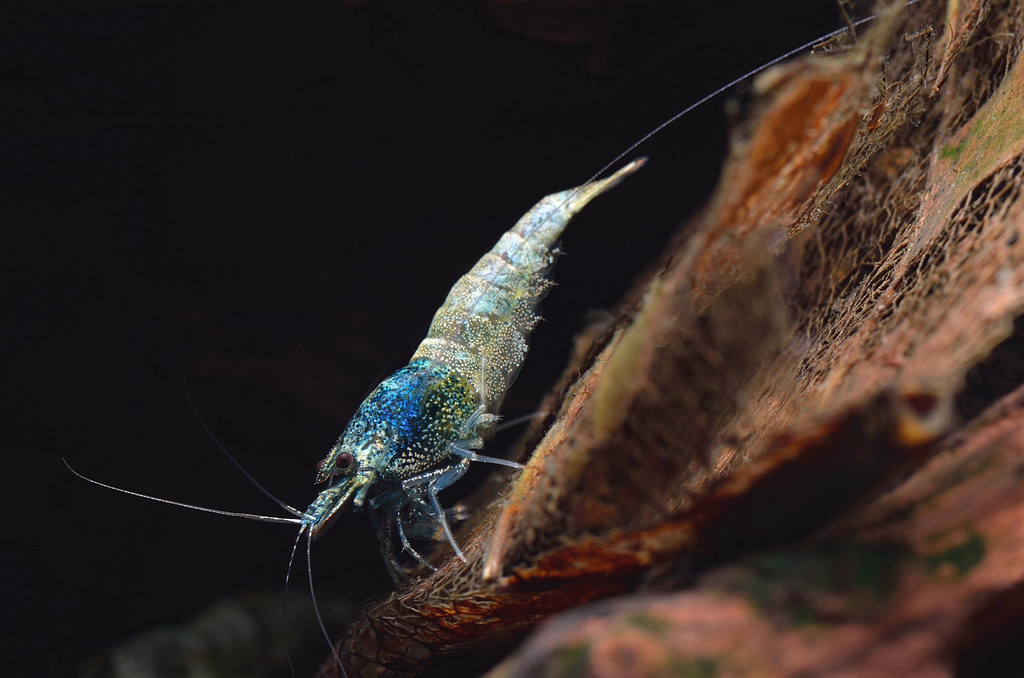 Taiwan Bee Shrimp Sándor Mátrai Flickr