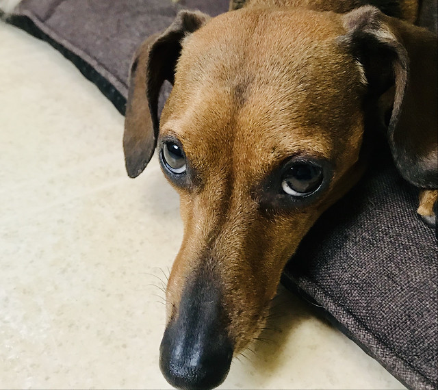 Flickr Discussing herniated disc in Dachshund