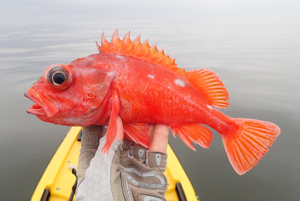Ben Cantrell's fish species blog Red tide rockfishing in La Jolla
