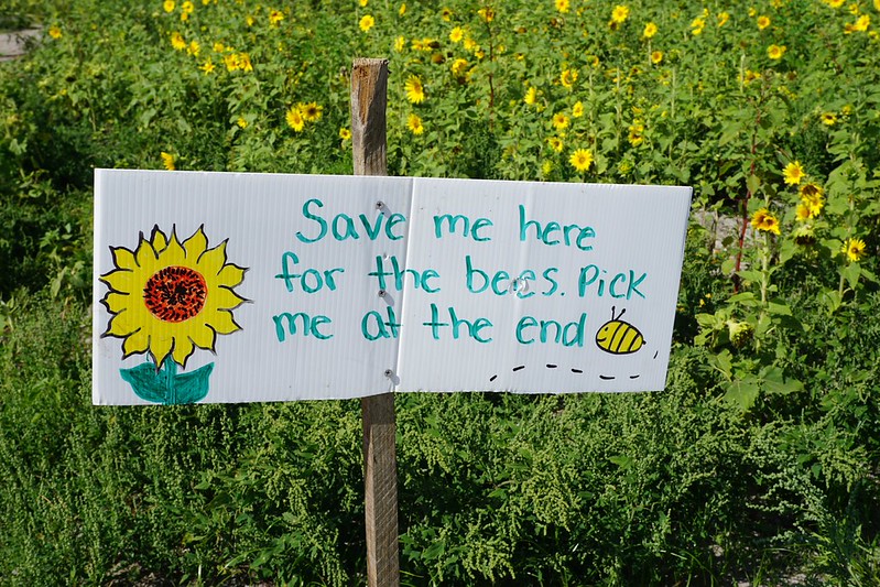 Sunflower UPick Season in Tampa Bay, Florida Solo Travel Girl