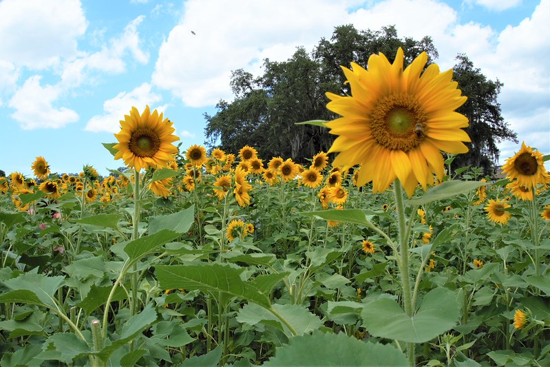 Sunflower UPick Season in Tampa Bay, Florida Solo Travel Girl