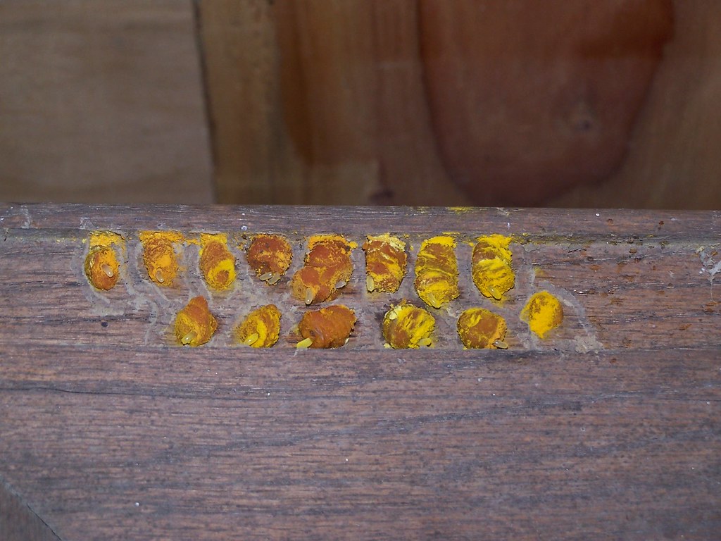 Carpenter Bee Larvae truelalu Flickr