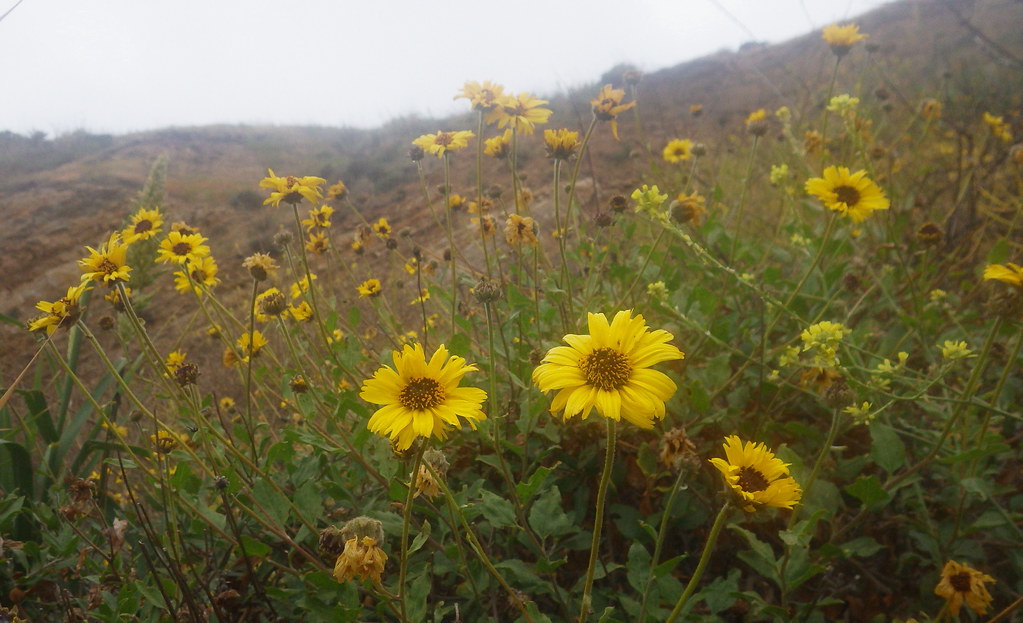 California brittlebush Encelia californica Jeff Goddard Flickr