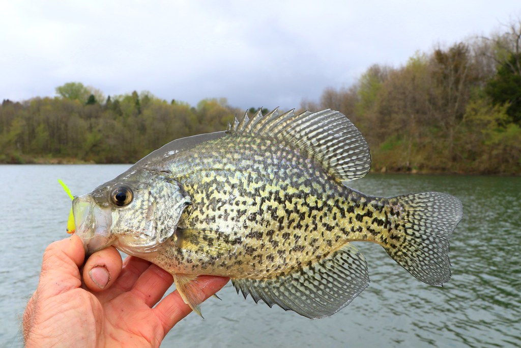 black crappie at Lake Meyer Park IA 653A6283 Now that the … Flickr