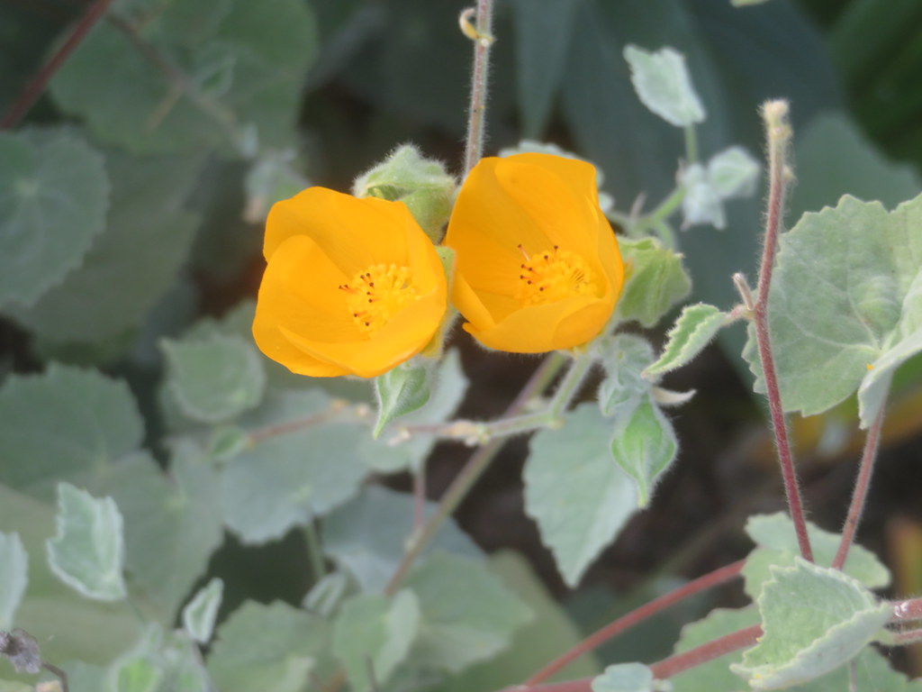 Indian Mallow Abutilon Indicum.I've seen this growing wild… Flickr