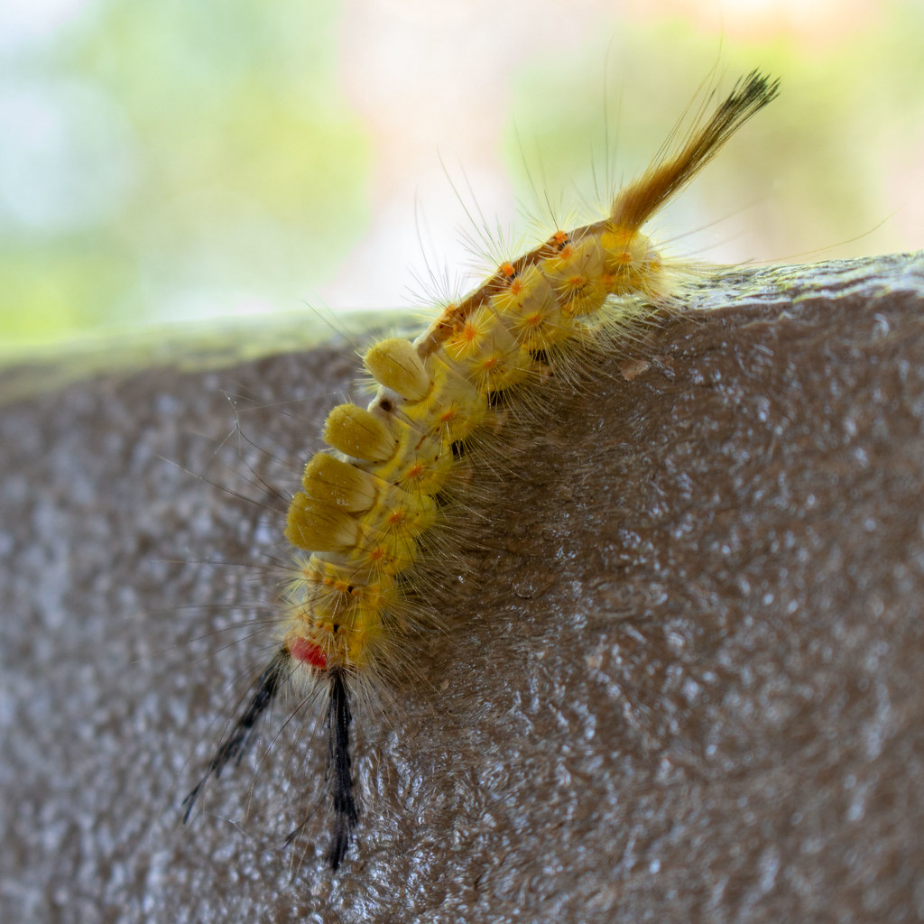 Caterpillar A Mother's Day hike at Lake Lake Waccamaw Stat… Flickr