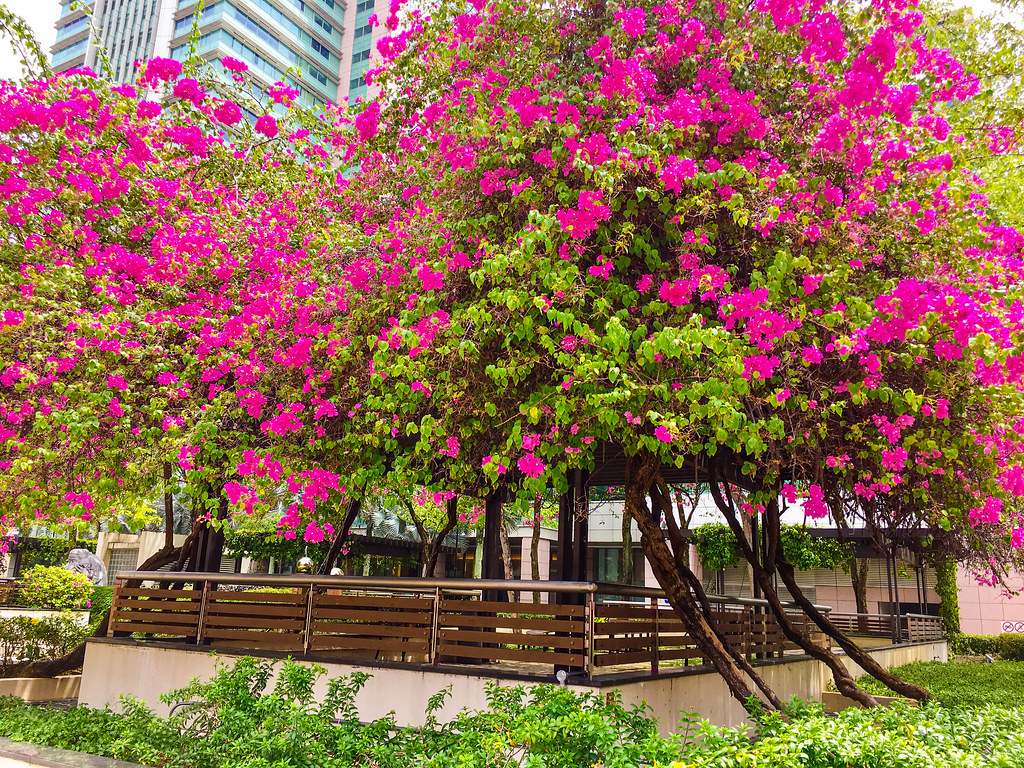 Toa Payoh, Singapore Toa Payoh, Singapore cattan2011 Flickr