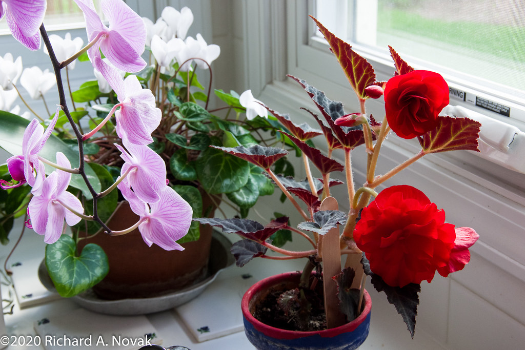Begonia, two male flowers There is a female flower just be… Flickr
