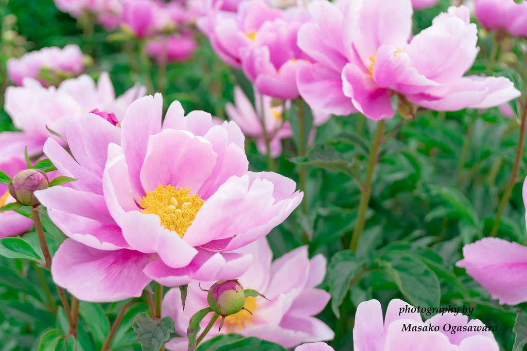 Peony flower blooming in Japanese garden Pink peony flower… Masako