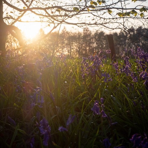 Evening Bluebells, Berrygrove Woods Graeme Terry Flickr