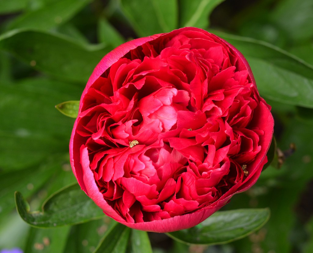 Peony Rose Coming into full bloom in the garden. It's No Game Flickr