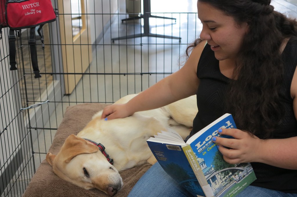 Hutch the Library Dog Our resident library therapy dog, Hu… Flickr