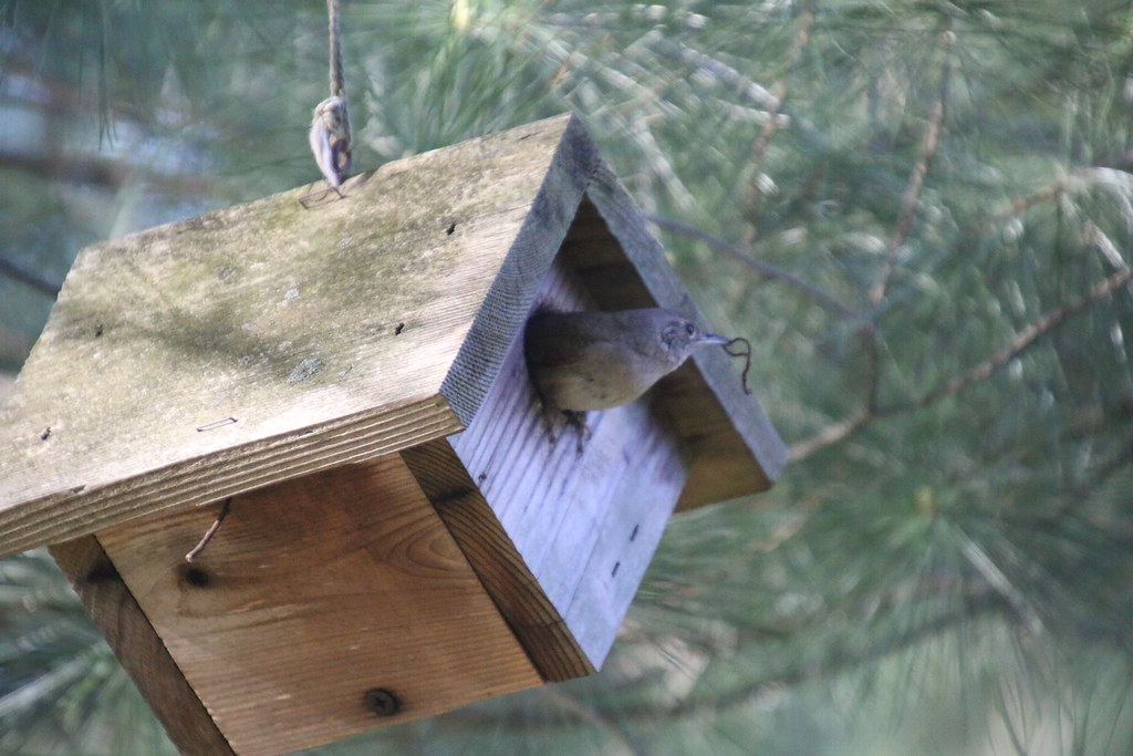 House Wren (Ypsilanti, Michigan) May 12th, 2020 Pair of … Flickr