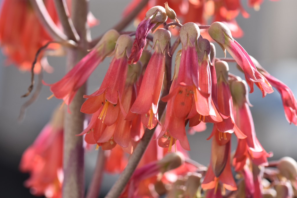Kalanchoe x houghtonii 11299883 Flickr