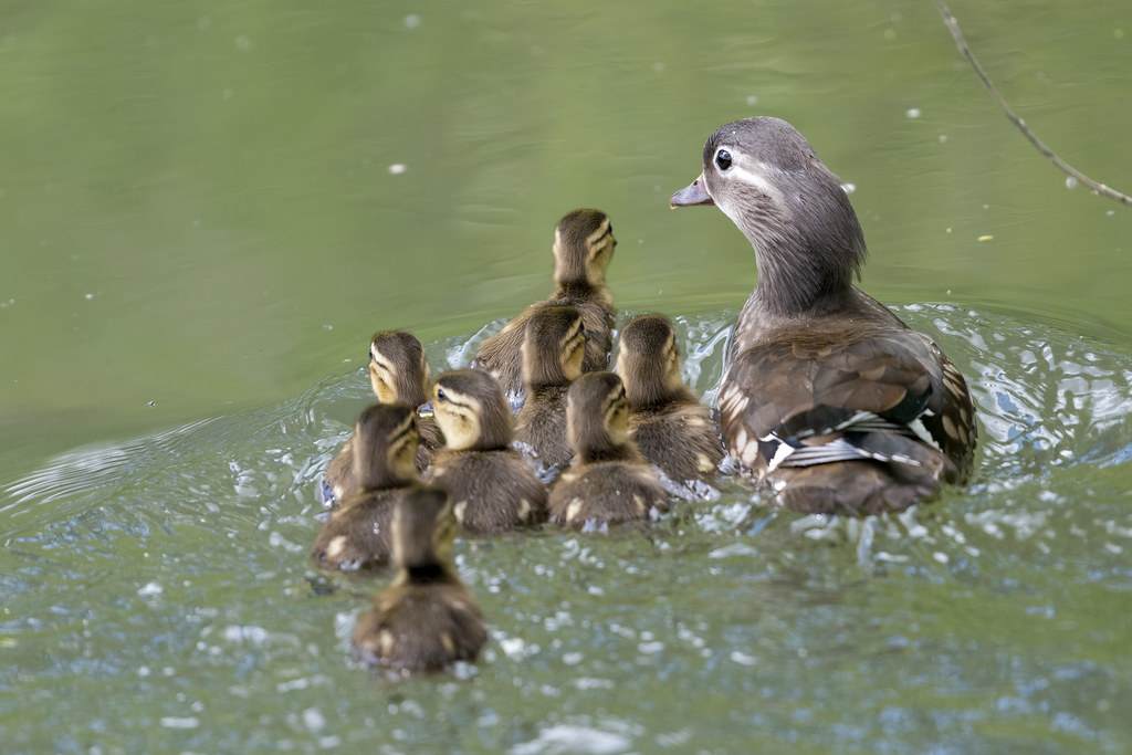 Female Mandarin Duck and chicks Campton 13th May 2020 Flickr