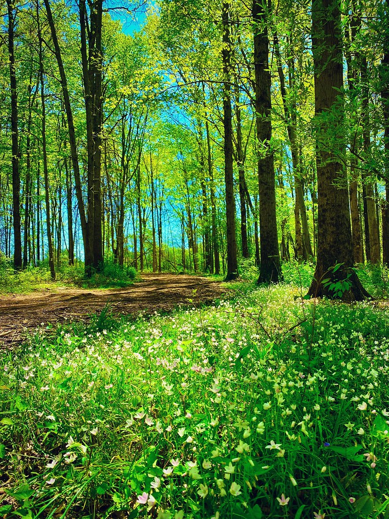 Pleasant Valley Park Basking Ridge, NJ May 2020 Flickr