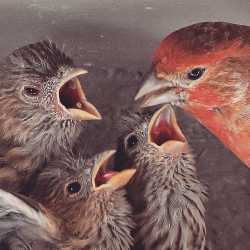 Feeding time for the red house finch baby birds Photo by C… Flickr
