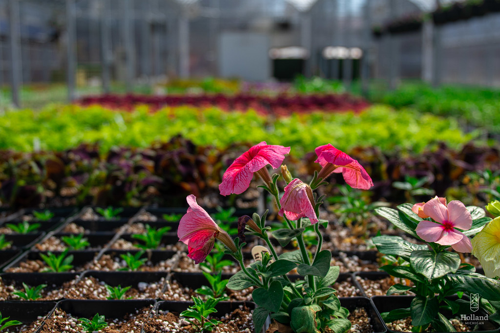 greenhouse photos8 City of Holland Michigan Flickr