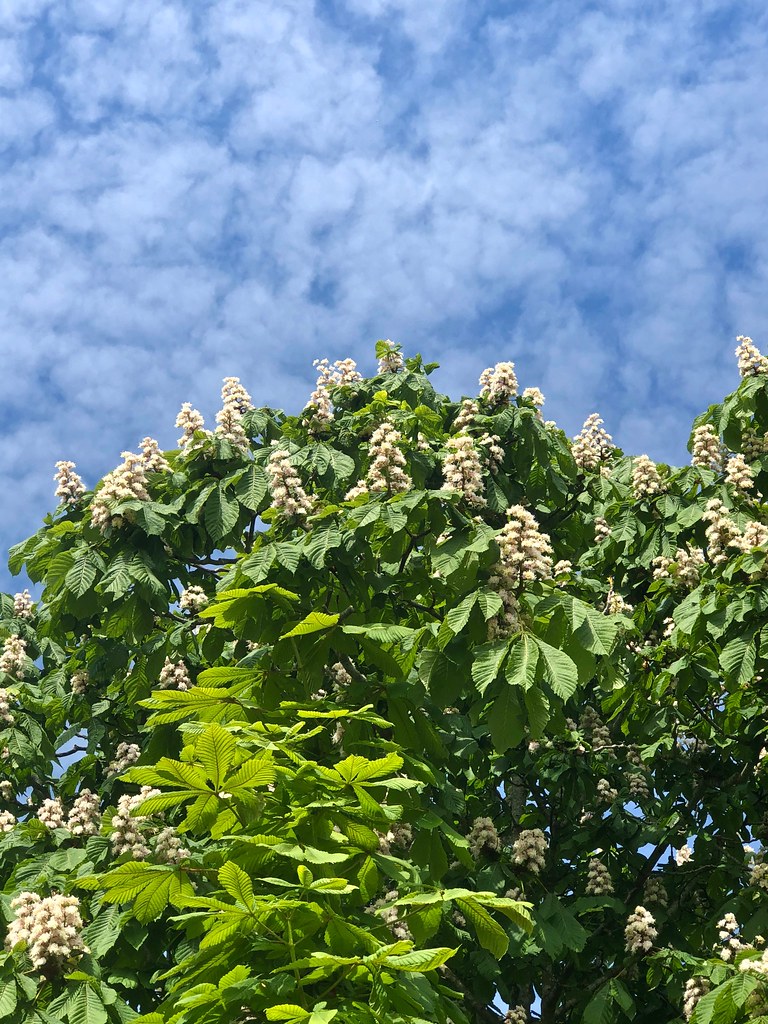 Pinkneys Green, Maidenhead Pinkneys Green such a treat to … Flickr