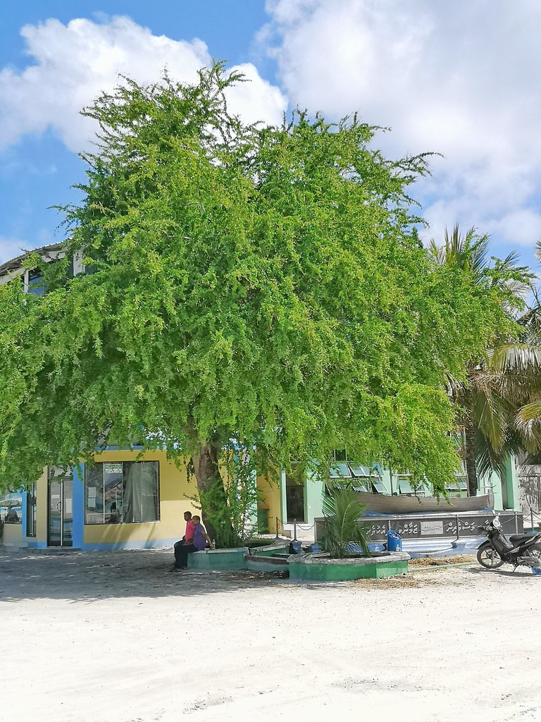 Ga. Villingili schaax VisitVillingili GaVillingili mal… Flickr