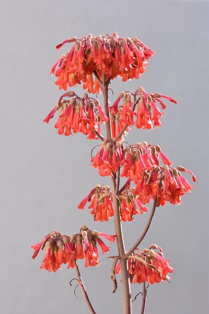 Kalanchoe x houghtonii 11299883 Flickr