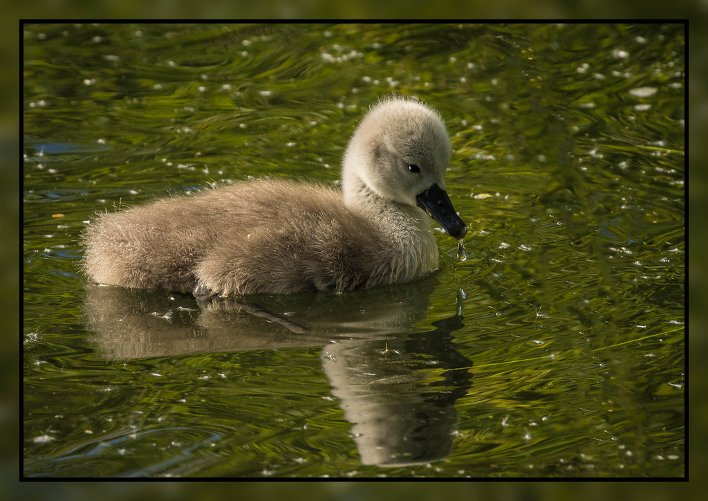 at Rooksbury Stephen Govan Flickr