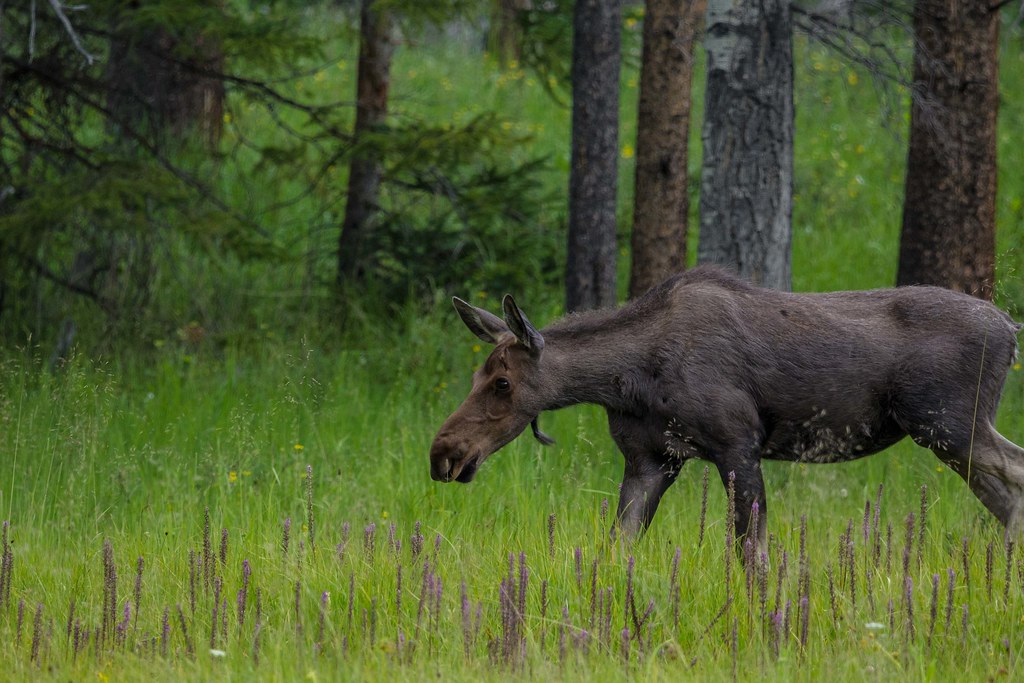 Moose Colorado, Estes Park Orsolya Acs Flickr