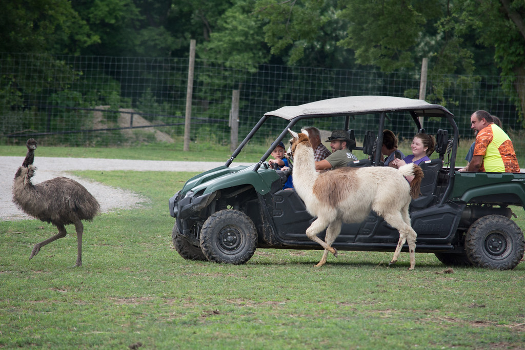 Aikman Wildlife Adventure Park, Arcola IL a photo on Flickriver