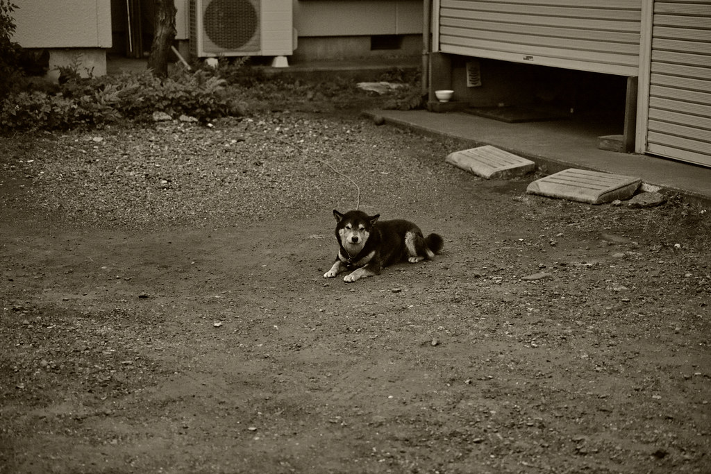 dogholdingabaseballballinownmouth_150520 dp3Quattro… Kazua