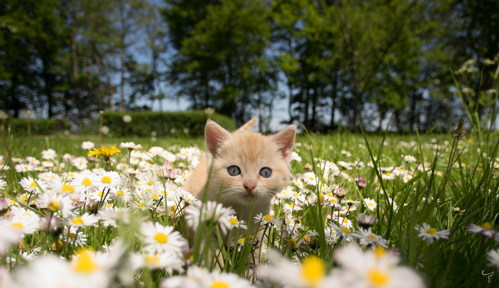 Kitten and daisies a photo on Flickriver