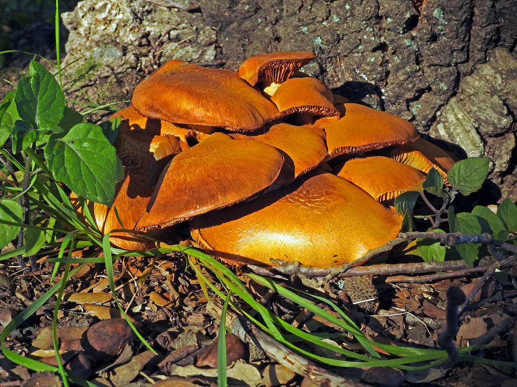 5044 poisonousmushrooms ?? Mushrooms taken on walk around… Flickr