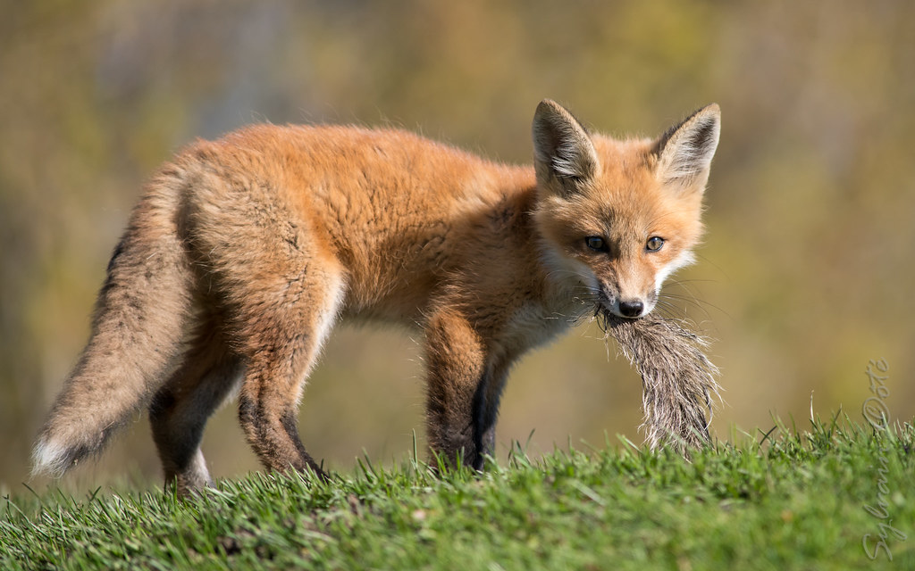 Renard roux / Red Fox [Vulpes vulpes] Bébé renard qui