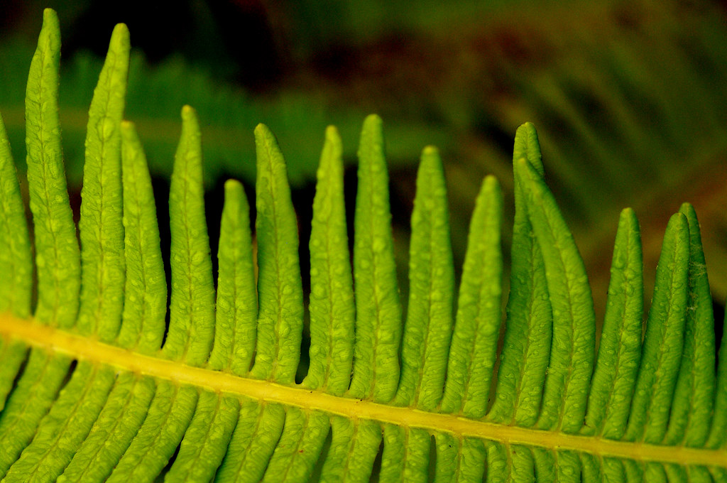 Fern Upper Waiakea Forest Reserve, Hawai'i, Hawaiian archi… Flickr