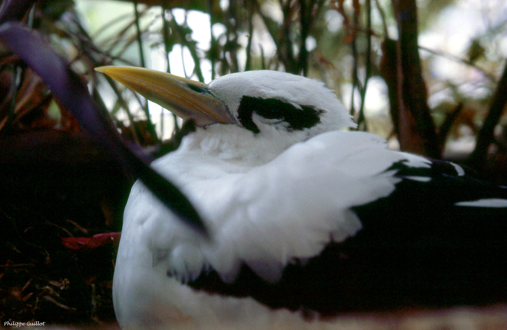 Pailleenqueue dans son nid Phaéton à bec jaune ("phaetho… Flickr
