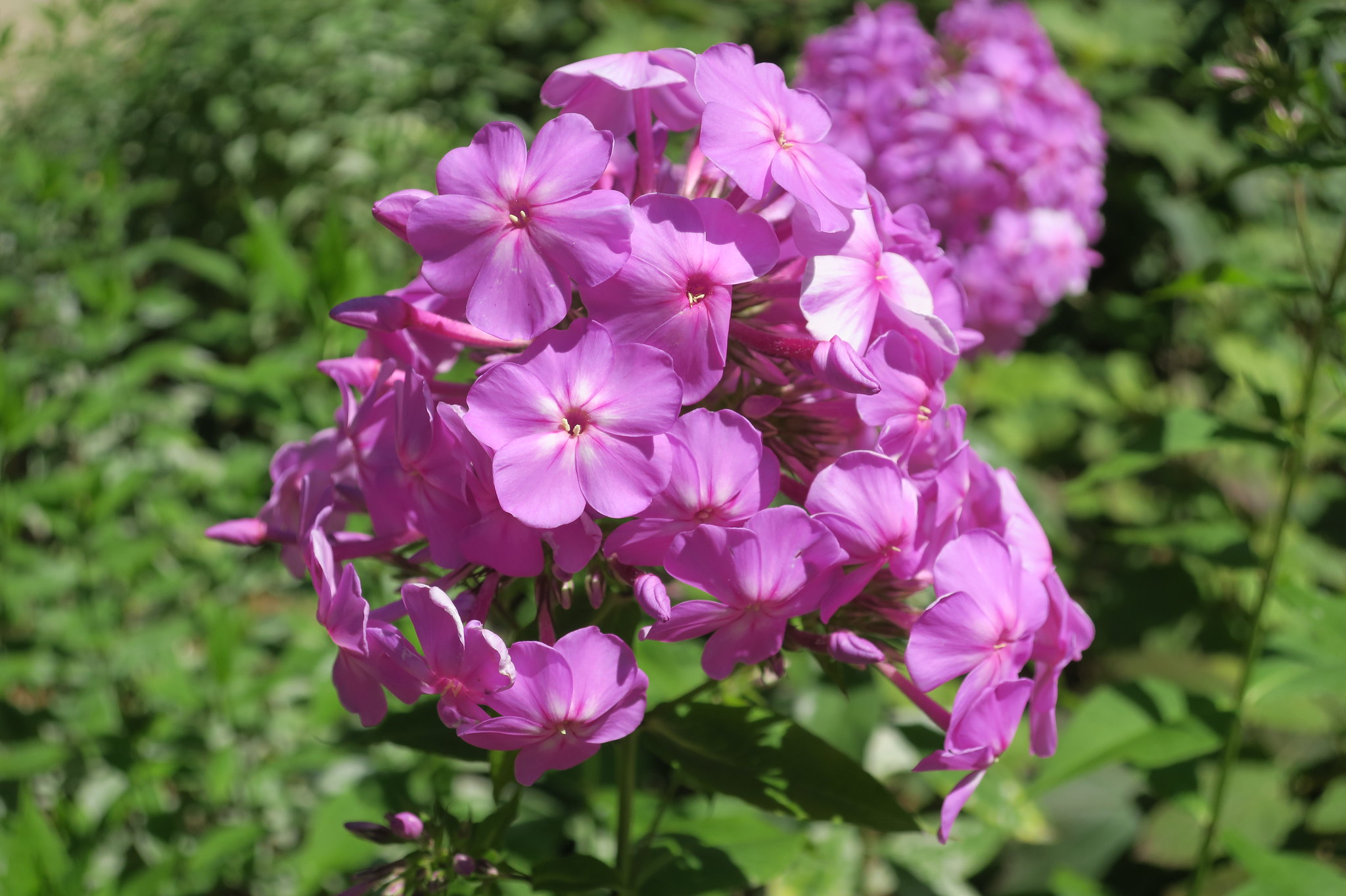 TulaneLSU's Top 10 flowers of Auburn University Outdoor Board