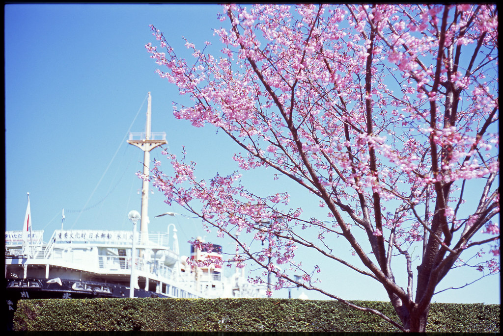 Early cherry blossoms("Yokohama hizakura") in Yamashita pa… Flickr